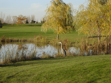 This blue heron is one of the thousands of migratory birds that have their habitat on the course. Photo by P.W.